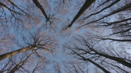 DVD Cover